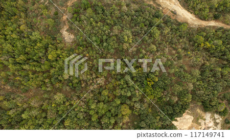 Aerial view of green forest in countryside Aerial view of green forest in countryside 117149741