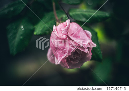 Blooming pink rose flower in garden at sundown 117149743