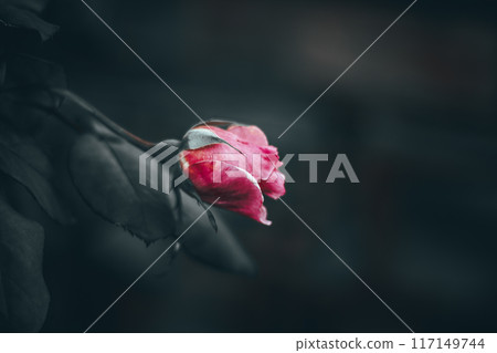 Blooming pink rose flower in garden at sundown Blooming pink rose flower in garden at sundown 117149744