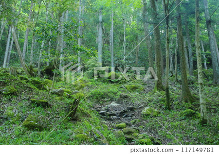 森林景觀 117149781