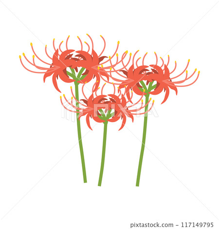 紅蜘蛛百合 117149795