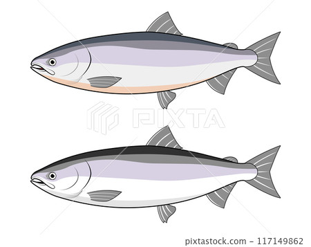 從側面看到的鮭魚 從側面看到的鮭魚 117149862