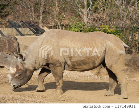 Eastern black rhinoceros seen from the side Eastern black rhinoceros seen from the side 117149931