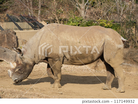 Eastern black rhinoceros seen from the side 117149932