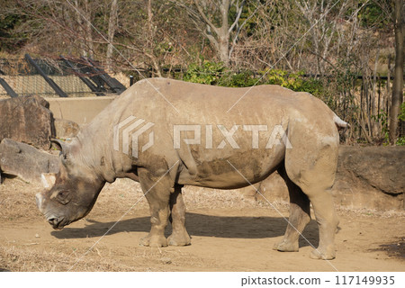 Eastern black rhinoceros seen from the side Eastern black rhinoceros seen from the side 117149935