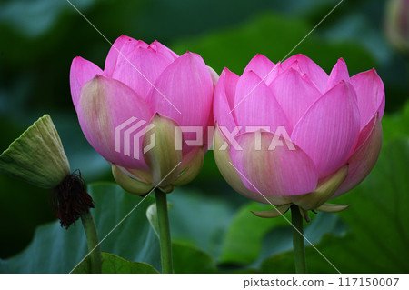 Lotus 117150007