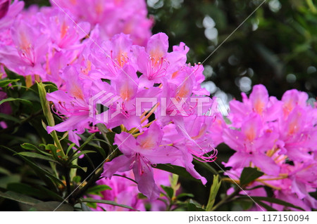 The azalea area of the Royal Botanic Gardens, Kew, a World Heritage Site in the southwest of London, the capital of the United Kingdom. 117150094