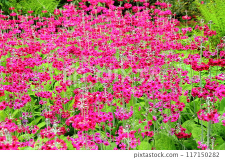 The vibrant flowerbeds of Kew Gardens, a World Heritage site in the southwest of London, the capital of the United Kingdom 117150282