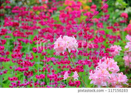 The vibrant flowerbeds of Kew Gardens, a World Heritage site in the southwest of London, the capital of the United Kingdom 117150283