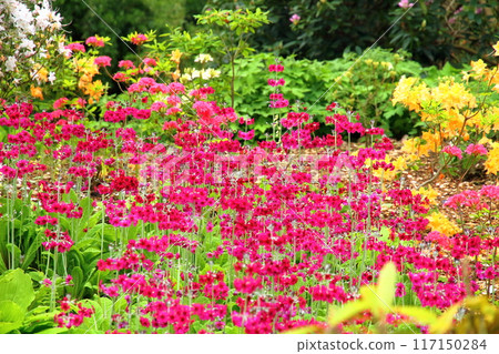 The vibrant flowerbeds of Kew Gardens, a World Heritage site in the southwest of London, the capital of the United Kingdom 117150284