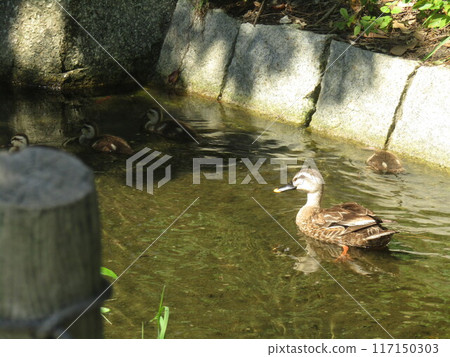A mother and her ducklings leave Hamanoike Pond and swim in the irrigation channel 117150303