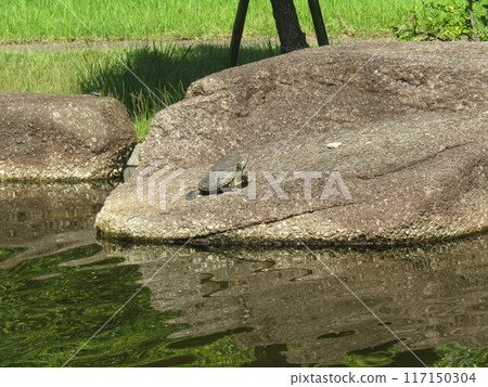 稻毛海濱公園海灘池塘裡的綠海龜 稻毛海濱公園海灘池塘裡的綠海龜 117150304