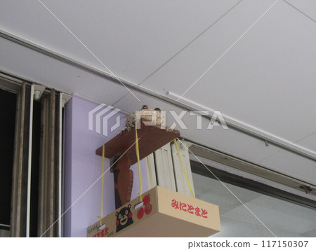 Baby swallows waiting to be fed just before leaving the nest Baby swallows waiting to be fed just before leaving the nest 117150307