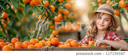 Orange fruits picking. Cute girl with citrus harvest in box. Farmer girl in tangerine orchard. Happy child in straw hat on farm trees background. People, summer orange picking. Autumn harvest banner 117150387