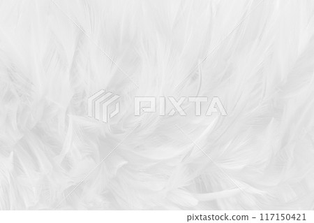 Beautiful white grey bird feathers pattern texture background. Beautiful white grey bird feathers pattern texture background. 117150421
