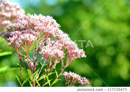 麻仙鶴草花 117150473