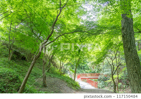 三重縣四日市市，宮津峽谷的步行道，擁有美麗的新鮮綠色，被稱為青紅葉 117150484