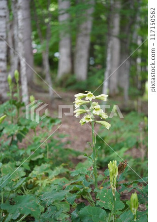In a quiet forest, Ubayuri flowers bloom 117150562