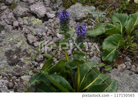 Endemic species of Daisetsuzan, Lagotis glauca Endemic species of Daisetsuzan, Lagotis glauca 117150565