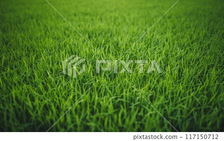 Green young rice plant texture, green grass background Green young rice plant texture, green grass background 117150712