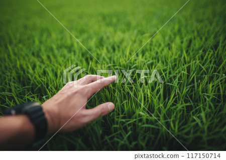 Environment concept, hands touching natural green grass Environment concept, hands touching natural green grass 117150714
