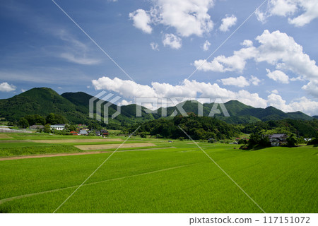 夏日的天空，稻米梯田，藍天，白雲，綠稻，里山，複製空間 117151072