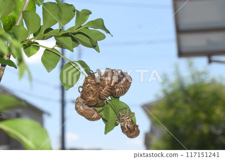 Cicada shell 117151241