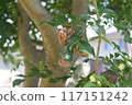 Cicada shell 117151242