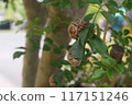 Cicada shell 117151246