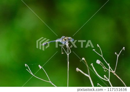 A female fan-winged dragonfly (Dragonfly) resting on a dead branch 117151636