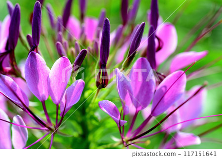 Cleome 美麗的白色和紫色花朵 117151641