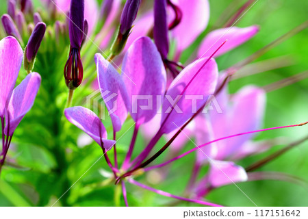 Cleome 美麗的白色和紫色花朵 117151642