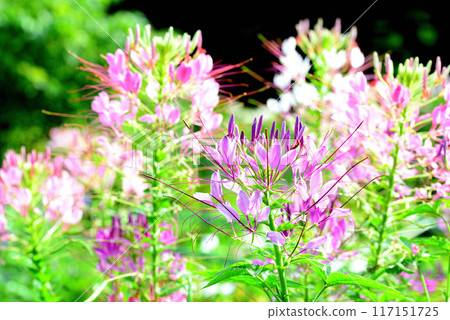 Cleome Beautiful white and purple flowers 117151725