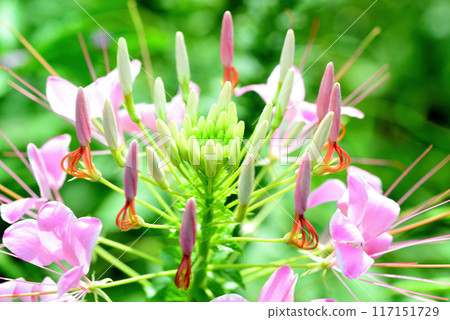 Cleome Beautiful white and purple flowers Cleome Beautiful white and purple flowers 117151729
