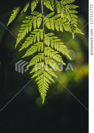 Fern leaves in nature with evening light Fern leaves in nature with evening light 117151772