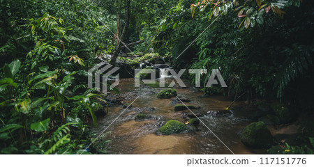 Stream in natural rainforest Stream in natural rainforest 117151776