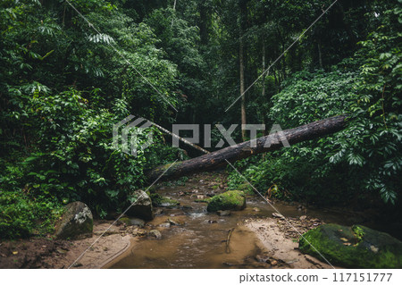 Stream in natural rainforest Stream in natural rainforest 117151777