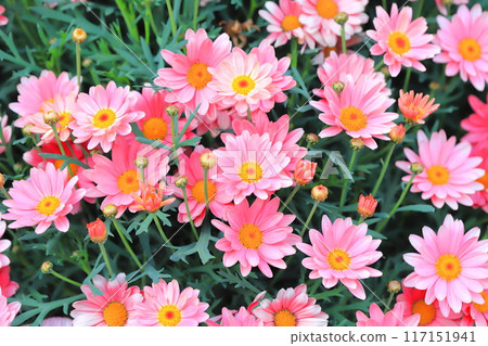 Double-flowered margaret 117151941