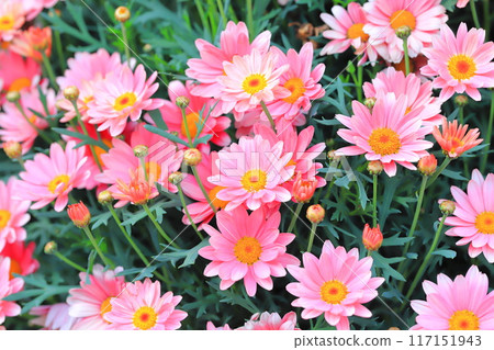 雙花瑪格麗特 雙花瑪格麗特 117151943