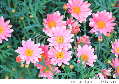 Double-flowered margaret 117151944