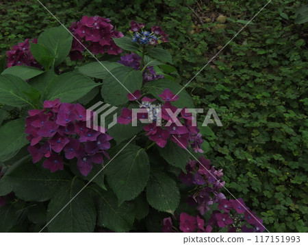 Hydrangea 75 117151993