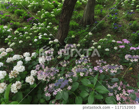 Hydrangea 78 Hydrangea 78 117152003