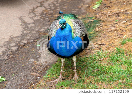 邱園 (Kew Gardens) 的孔雀，皇家植物園，世界遺產，位於英國首都倫敦西南部的邱園。 117152199