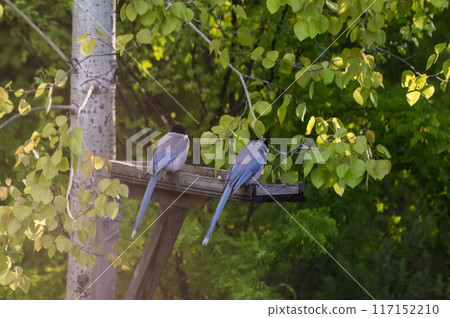 Two Blue Magpies (Latin: Cyanopica cyana), a species of birds of the bird family, a zoogeographical phenomenon, on a wooden feeder in a forest in summer. Photo project - Birds of Eastern Siberia. Two Blue Magpies (Latin: Cyanopica cyana), a species of birds of the bird family, a zoogeographical phenomenon, on a wooden feeder in a forest in summer. Photo project - Birds of Eastern Siberia. 117152210