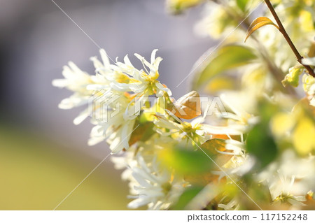 Tokiwa Mansaku flowers Tokiwa Mansaku flowers 117152248