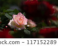 Roses 117152289