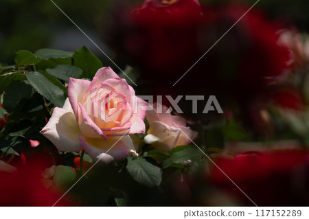 Roses 117152289