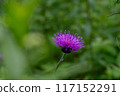 Thistle flowers 117152291