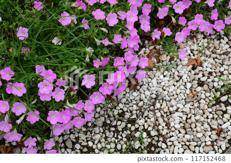 牽牛花花園 牽牛花花園 117152468