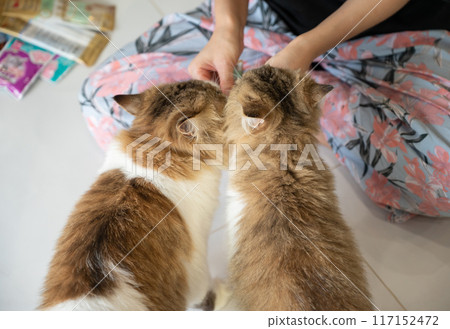Cropped shot of pet owner giving liquid snack to her cats. It can help your cat get the vitamins and nutrients she needs and keep her hydrated. Cropped shot of pet owner giving liquid snack to her cats. It can help your cat get the vitamins and nutrients she needs and keep her hydrated. 117152472